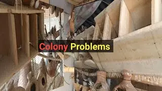 Finches colony problems | Chicks update | Manki for birds