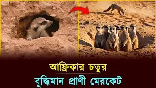 আফ্রিকার চতুর বুদ্ধিমান প্রাণী মেরকেট