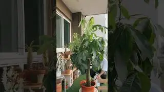 how to properly water a #moneytree