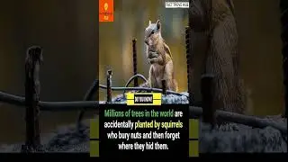 Fascinating Facts The Surprising Role of Squirrels in Tree Planting #facts #shorts #interestingfacts