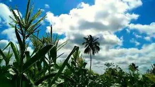 CORN FIELD VISIT | CORN HEIGHT 8 FEET ON 60 TH DAY