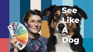 The MIND-BLOWING Truth About Your Dog's Vision!
