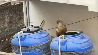Это так страшно! #обезьяна