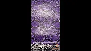 Calico Python Snake Highlight