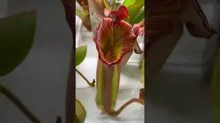 Carnivorous pitcher plant! Nepenthes veitchii (k) x (Murud x 