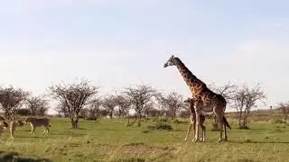 Mother Giraffe Save Baby From Lion Attack