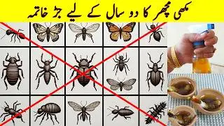 Get rid of rats I Mosquito home made spray| powerful insects killer summer remedy I home made supary