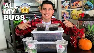 ALL MY PET BUGS!!