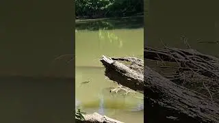 Conestoga River Turtles #wildlife