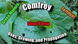 Comfrey, a Living Fertilizer,  Support, and Companion.
