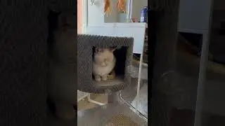 Cat Attacks Bubbles🐱🫧 (safe catnip bubbles)
