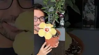 Una historia nueva con final feliz 🙃 #plantas #cucarda #hibiscus