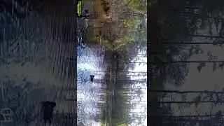 Wood ducks talking #duckhunting #birds #tacticam