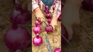 Agriculture moderne : oignon