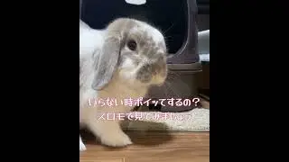 ￼【リラちゃん】リラちゃん食べてるものいらなくなったらどうする？