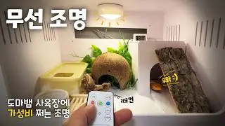 탈피 중인 도마뱀에게 스킨십 도전!! (물지마..제발)