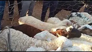 hi Karur Bajar sale for 12000 tagaru Mari