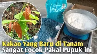 Pupuk Untuk Pertumbuhan Kakao ! Campuran Dari 2 Jenis Pupuk !