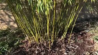 How to Trim Clumping Bamboo (Fargesia Robusta & Scabrida)