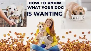 Choosing the Perfect Dog Food: A Comprehensive Guide||veterinary channel