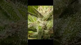 Seed to Harvest Blue Zushi by TenCo Outdoor Mainline.                 #fypシ #viral #shorts #fyp