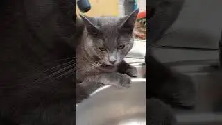 Watering hole #cat #catvideos #cat #funnycats #kitty #coolcats #joke