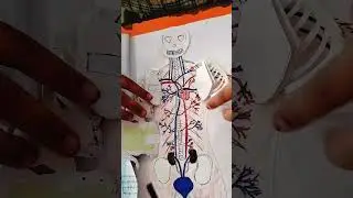 Internal organ system//how to make internal organ system tlm//science tlm//science human body tlm
