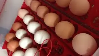 2nd Incubation and Hatch: Chicken, Duck, Quail Eggs
