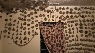 Wasp nest collection 2020 update video.