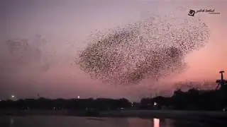 Murmuration of Rosy Starlings