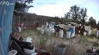Gray fox family clips 6 03 22
