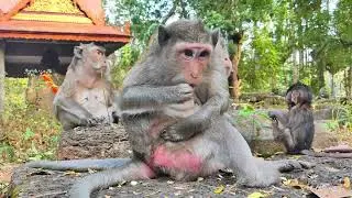 Very lovely smart little monkey sitting with mom 