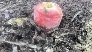 Frozen apple grow a garden