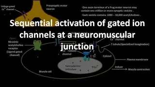 Sequential activation of gated ion channels at a neuromuscular junction .
