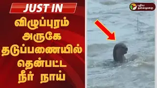 #JUSTIN | விழுப்புரம் அருகே தடுப்பணையில் தென்பட்ட நீர் நாய் | Otter In Viluppuram