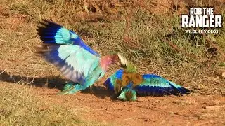 Lilac-breasted Roller Battle!!! | Lalashe Mara Ripoi Safari