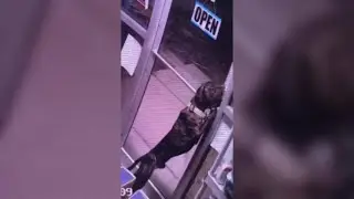 Animal shelter staff react to dog's impressive escape