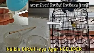 PUSING punya sogok Gak Ngeleper ❓️gampang itu cuyy,ini caranya