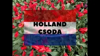 Holland csoda, azaz a tulipánok virágzása!🌷