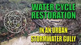 Building Beaver Dam Analogs in an Urban Stormwater Gully | Water Cycle Restoration in Lexington, KY