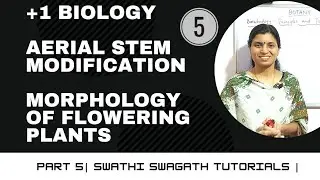 Part5 |plus 1 |Biology|Botany| Aerial stem modification |morphology of flowering plants|In malayalam