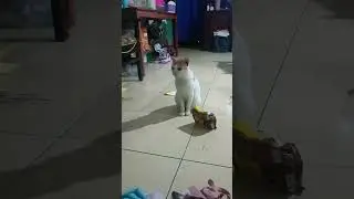 gomeng minta makan #roblox #games #funny #cat #imut #remix #kucing #funnycats