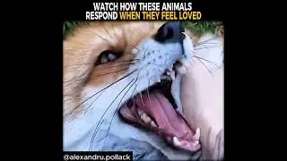 Если вы любите животных, обязательно посмотрите это видео!