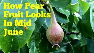 How Pear Fruit Looks Like In Mid June ( Early Summer) / Pear Variety Conference