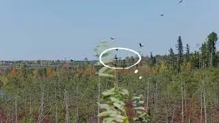 Воронье сальто!! Crow Hunting 2021 PCP