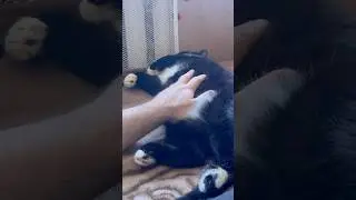 Purring Cat sound for Relaxation. Purr. Cat purring. Sweet video for relaxation #purr #cutecat