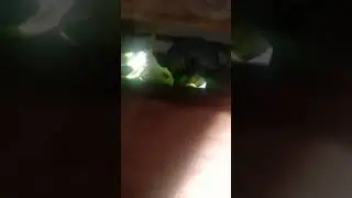 mi tortuga pepita 2