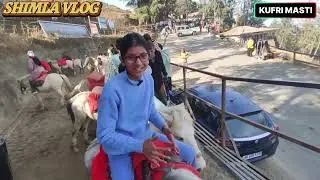 Kufri Vlog II Mountain Adventure Trip #shimlasnowfall#livesnowfallinshimla #shimlavideos #newvlog 