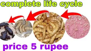 mealworm life cycle mealworms farming pakistan complete information