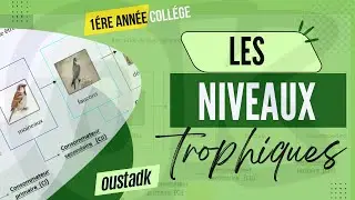 1AC | Les niveaux trophiques